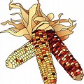 Harvest Corn Clip Art