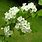 Hawthorn Tree Blossoms