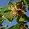 Hazelnut Tree Varieties