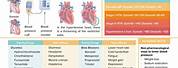 Health Promotion Nursing Cheat Sheets