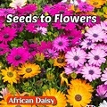 High Quality Flower Seeds