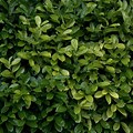 High Resolution Bush Texture