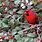 Holly Tree Cardinal