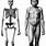 Homo Erectus Anatomy