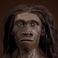 Homo Erectus Look Like