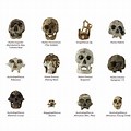 Homo Erectus Skull Features