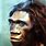 Homo Erectus Species