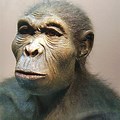 Homo Habilis