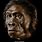 Homo Habilis Face