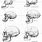 Hominid Skull Comparison