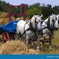 Horse Pulling Hay Wagon