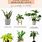 Houseplants Indoor Names