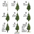 How to Draw the Top of Trees