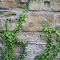 Ivy Growing Up a Wall