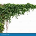 Ivy Vines On White Background