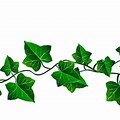 Ivy Vines Transparent Background