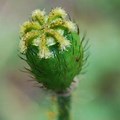 Iceland Poppy Seed Pods