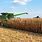 Illinois Corn Harvest