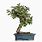 Indoor Bonsai Tree Types