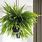 Indoor Fern Plants