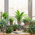 Indoor Plant Wallpaper High Resolution