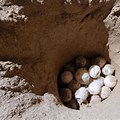 Inside of Sea Turtle Nest