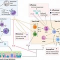 Interferon Innate Immunity