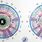 Iridology Chart.pdf