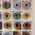 Iridology Chart Eye Color