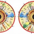 Iridology Chart Printable PDF