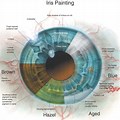 Iris Anatomy