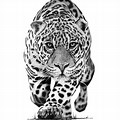 Jaguar Black and White Image Sketch