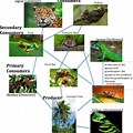 Jaguar Food Chain Rainforest