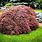 Japanese Maple Bush