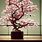 Japanese Weeping Cherry Tree Bonsai