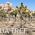 Joshua Tree Park for Kids