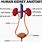 Kidney/Bladder Diagram