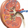 Kidney Diagram Clip Art Unlabeled