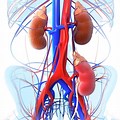 Kidney Transplantation