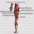 Knee Anatomy Chart with Hamstring