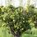 Knobbly Pear Tree