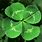 Lucky Four Leaf Clover