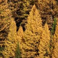 Larch Tree Also Known As