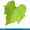 Large Green Grape Leaf