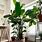 Large Indoor Houseplants