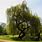 Large Weeping Willow Tree