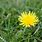 Lawn Weeds with Yellow Flowers