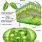 Leaf Cell Chloroplast