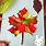 Leaf Crafts for Kids