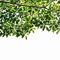 Leaf Branch White Background